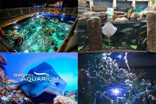 Aquarium TN